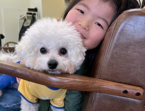 看板犬のわたことけだまる